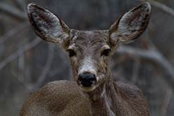 deer portrait in forest in Zion Park