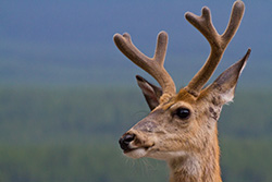 portrait de jeune cerf avec ses bois en Alberta