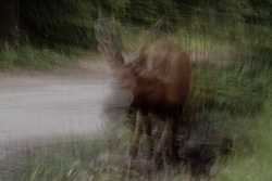 deer walking with photographic effect