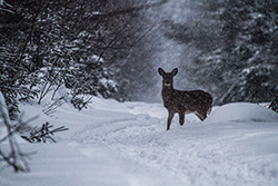 deer in snow in woods in Winter in Canadian forest