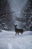 deer in snowy forest in Winter in Canada