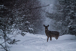 deer in snow in forest in Winter on trail
