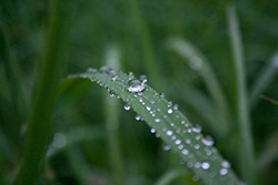raindrops on leaves, water on plants