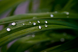 goutte de pluie comme des perles sur feuille de plante