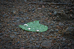 raindrops on leaf fallen to the ground