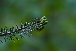 dew drops on spruce branch tip