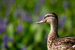 duck portrait on blurry background with pond flowers