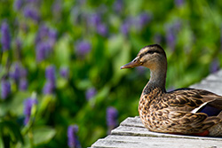 duck seating on wooden jetty with blurry flowers on background