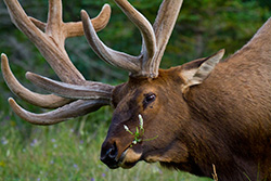 elk eating plant in meadow in Alberta