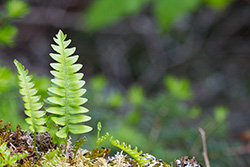 young fern leaves on a stump
