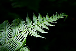 fern leave lighted by the Sun
