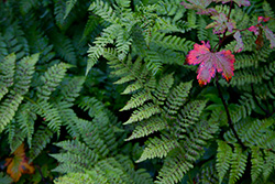 fern with a colored leaf in the woods