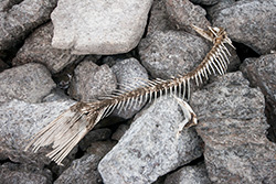 fish skeleton with fins on rocks