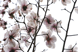 magnolia flowers on branches