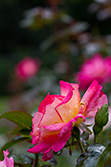 rose flower with thorns and pink petals