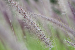 fountain grass close up with blurry flowers, Pennisetum Setaceum