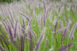 Pennisetum Setaceum field, foutain grass photo
