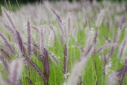champ d'herbes aux écouvillons, Rubrum, Pennisetum Setaceum