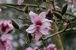 magnolia flowers on branch with blossoms
