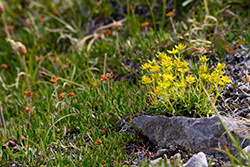 fleur jaune des montagnes sur roche, Sedum Lanceolatum