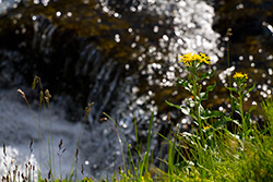 Senecio Triangularis flowers beside creek with water and sun sparkles, Arrowleaf Groundsel