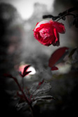 red rose petals in black and white picture with leaves and thorns