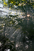 rayons de soleil filtrés par branches, arbres dans brume