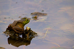 frog on rock with water reflection