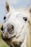 funny_horse_face_001