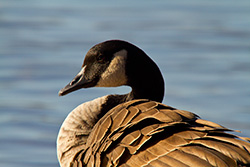 goose portrait with water on background