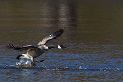 goose landing on water in lake