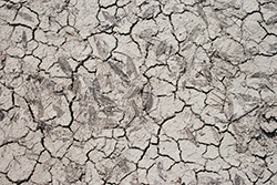 cracks and splits on dry soil, dryness