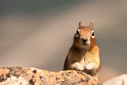 écureuil se dresse derrière un rocher
