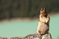 ground squirrel standing on rock with Lake Louise on background