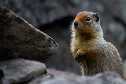 ground squirrel standing on rocks holding hands with claws