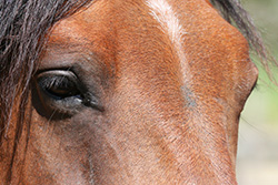 gros plan tête de cheval avec ses yeux