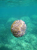 méduse sous l'eau dans la mer