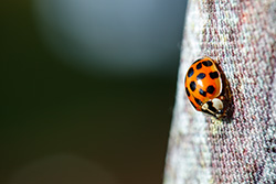 ladybug_004