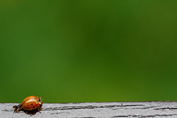 ladybug_006