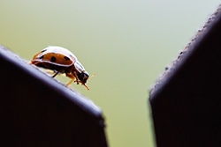 ladybug_007
