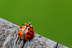 ladybug_016
