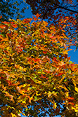feuilles au couleurs d'Automne sur un arbre