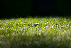 lonely leaf on green grass