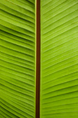 palm leaf with nervures and veins