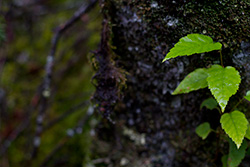wet green leaves on moss or rock