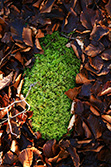 mousse d'herbe verte entourée de feuilles d'Automne