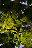 sunlight through green leaves in branches