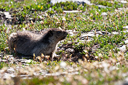 marmot in meadow in Canadian Rocky Mountains