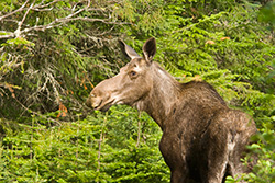 female moose in forest with fir trees