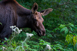 young moose in woods with branches and green leaves
